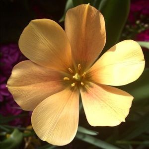 Meet your Posher, Molly